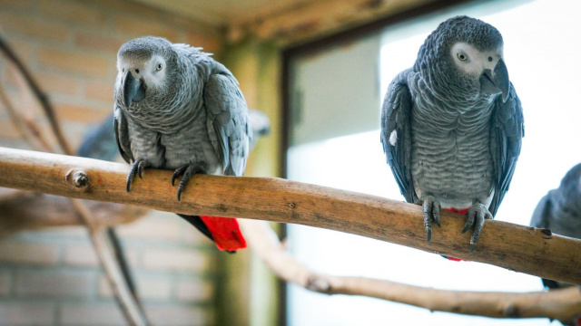 Opolskie zoo ma 3 nowych mieszkańców. To pisklęta papugi żako, ale trzeba poczekać na ich oglądanie