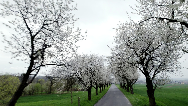 Leśnica: trwa ratowanie pięknie kwitnących alei czereśniowych [ZDJĘCIA, FILM]