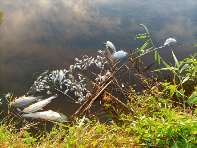 Śnięte ryby ponownie pojawiły się w Kanale Gliwickim. Na miejsce wezwano służby