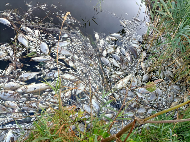 Masowe śnięcie ryb w Kanale Kędzierzyńskim i Kanale Gliwickim. Łowię od 50 lat i nigdy nie widziałem czegoś takiego