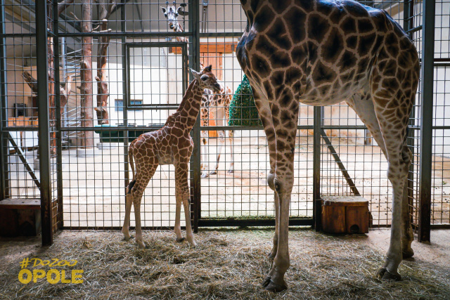 W opolskim zoo przyszła na świat żyrafa. Maluch po urodzeniu mierzył ponad 180 cm wysokości