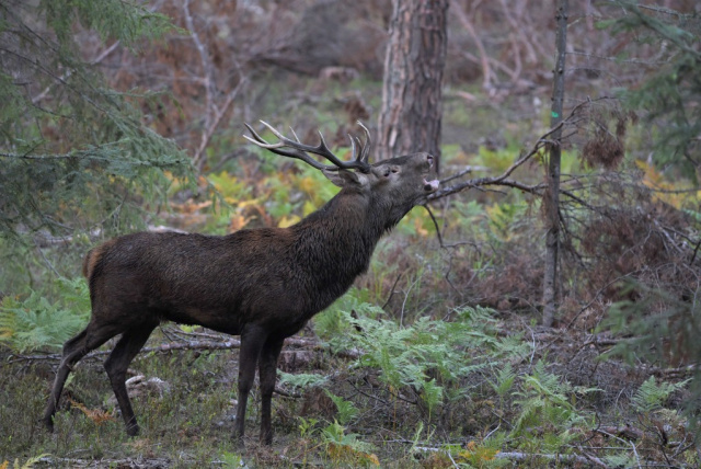 Samce jelenia szlachetnego rozpoczynają gody w lasach. Można posłuchać ryków rano, wieczorem i w nocy