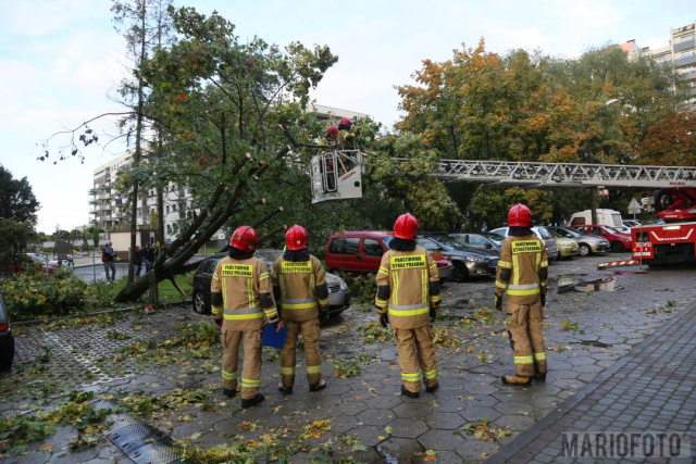Jesienna burza na Opolszczyźnie. Drzewo przewróciło się na samochody w Opolu