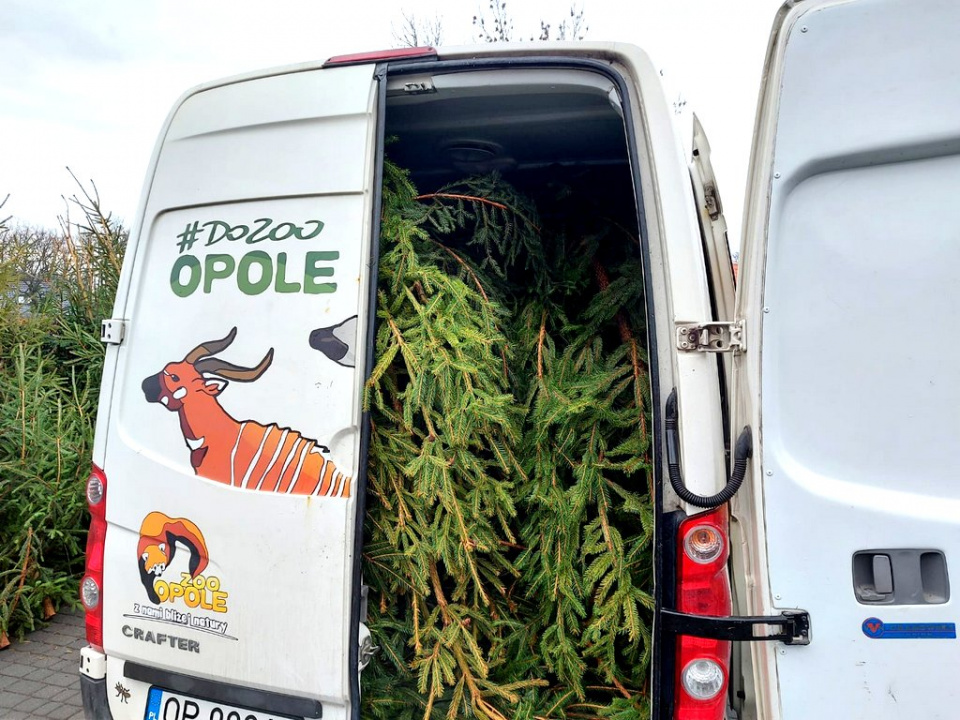 Drzewka przekazane do zoo przez Nadleśnictwo Opole [fot. www.facebook.com/Nadleśnictwo Opole, Lasy Państwowe]