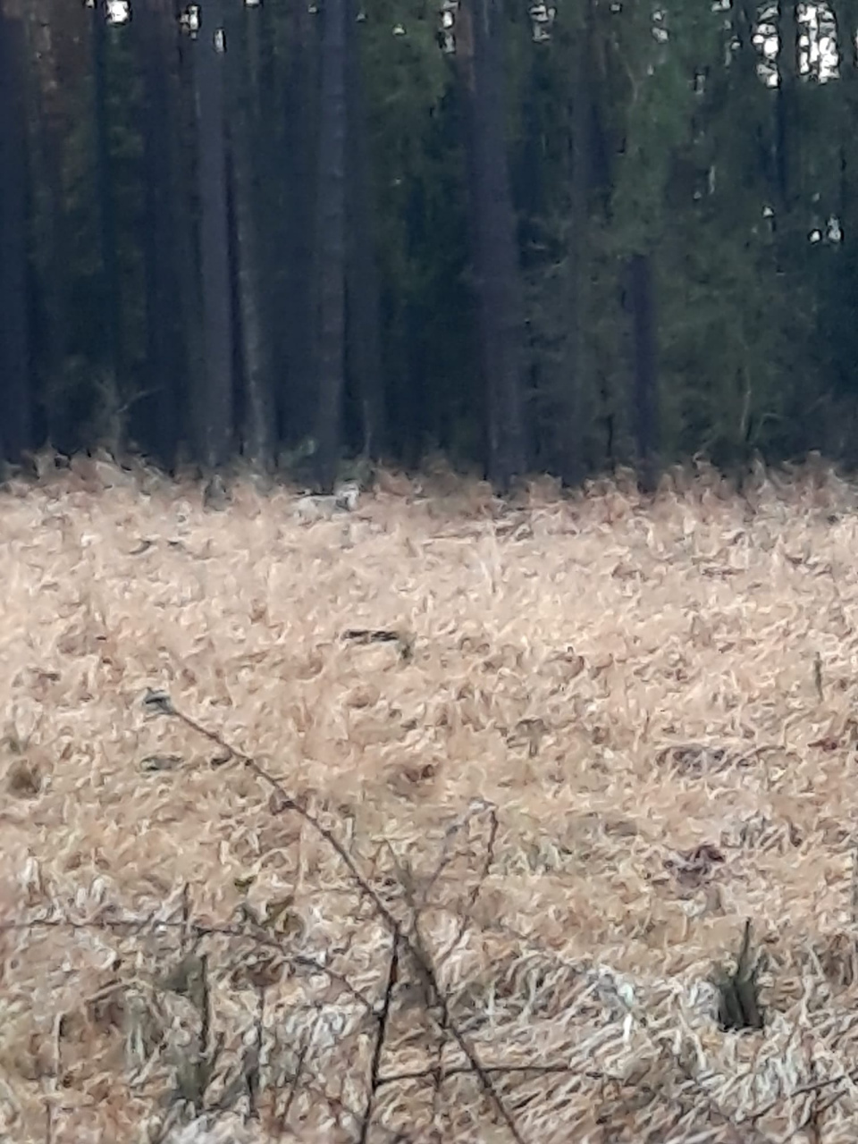 Wilk w Lesie Grudzickim [fot. Nadleśnictwo Opole]