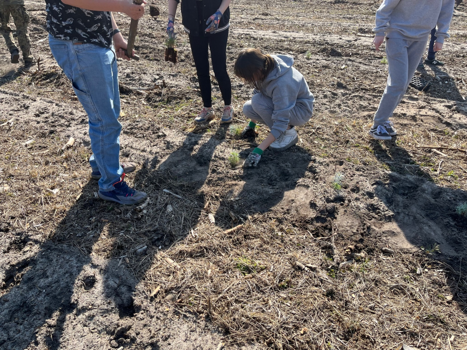 Uczniowie PSP numer 26 w Opolu zasadzili 3 tysiące sadzonek sosny [fot.M.Matuszkiewicz]