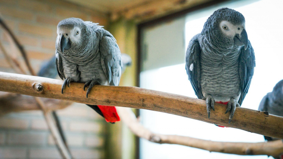 Dorosłe papugi żako [fot. archiwum zoo w Opolu]