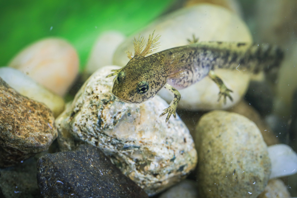 Młoda salamandra plamiste [fot. archiwum zoo w Opolu]