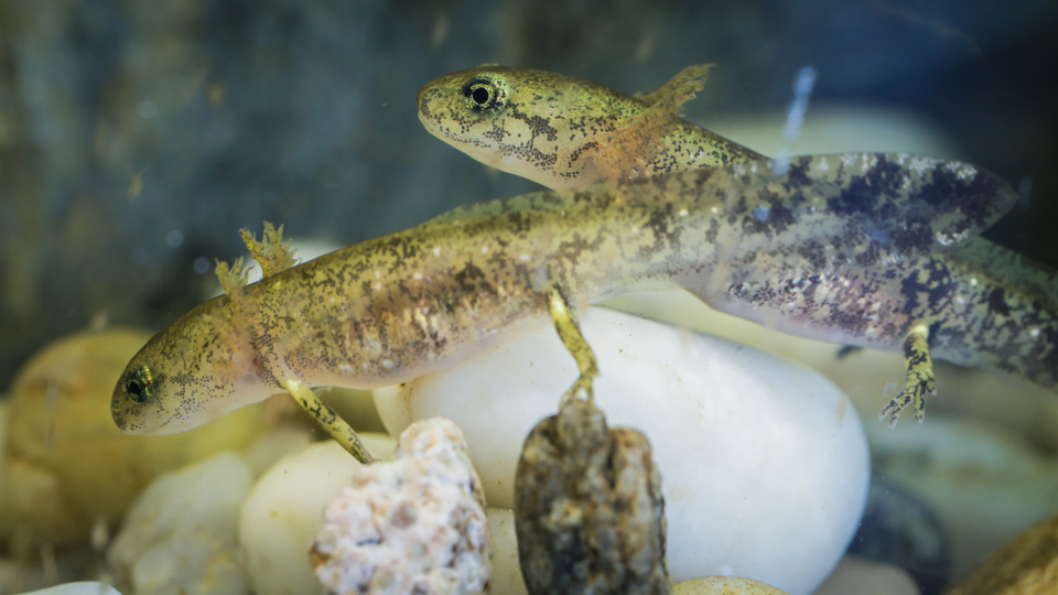 Młode salamandry plamiste [fot. archiwum zoo w Opolu]