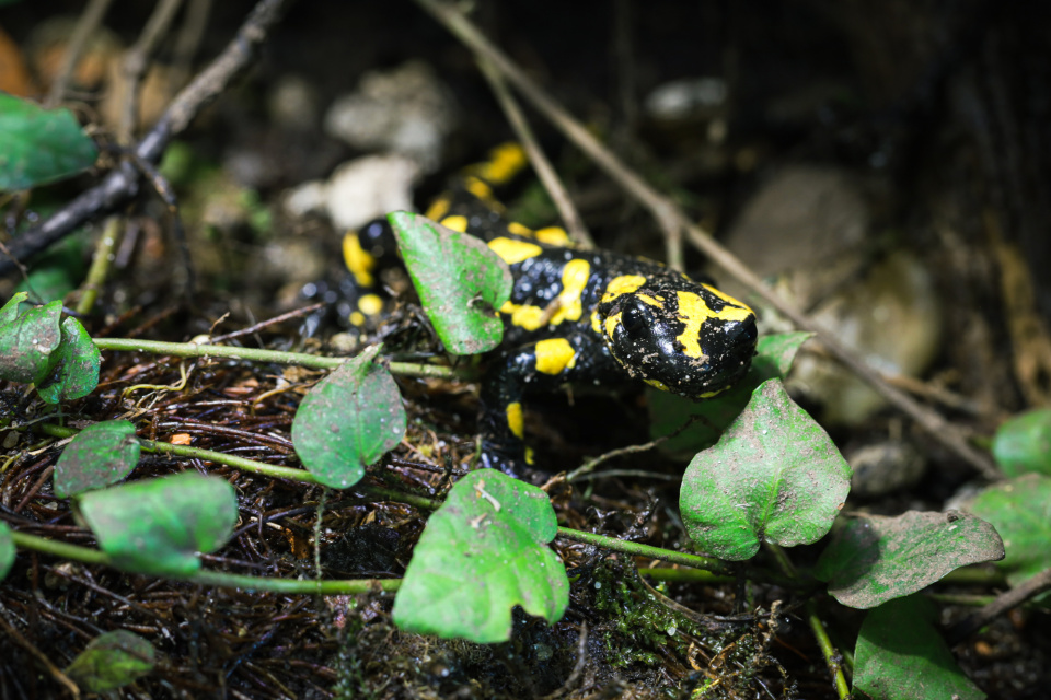 Dorosła salamandra plamista [fot. archiwum zoo w Opolu]