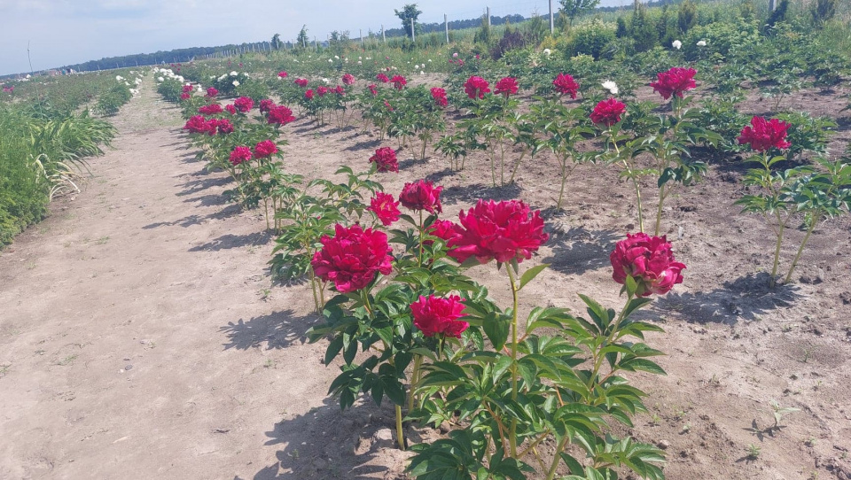 Na miłośników piwonii czekało w Grabiach ponad 520 odmian tego kwiatu [fot. Mariusz Chałupnik]