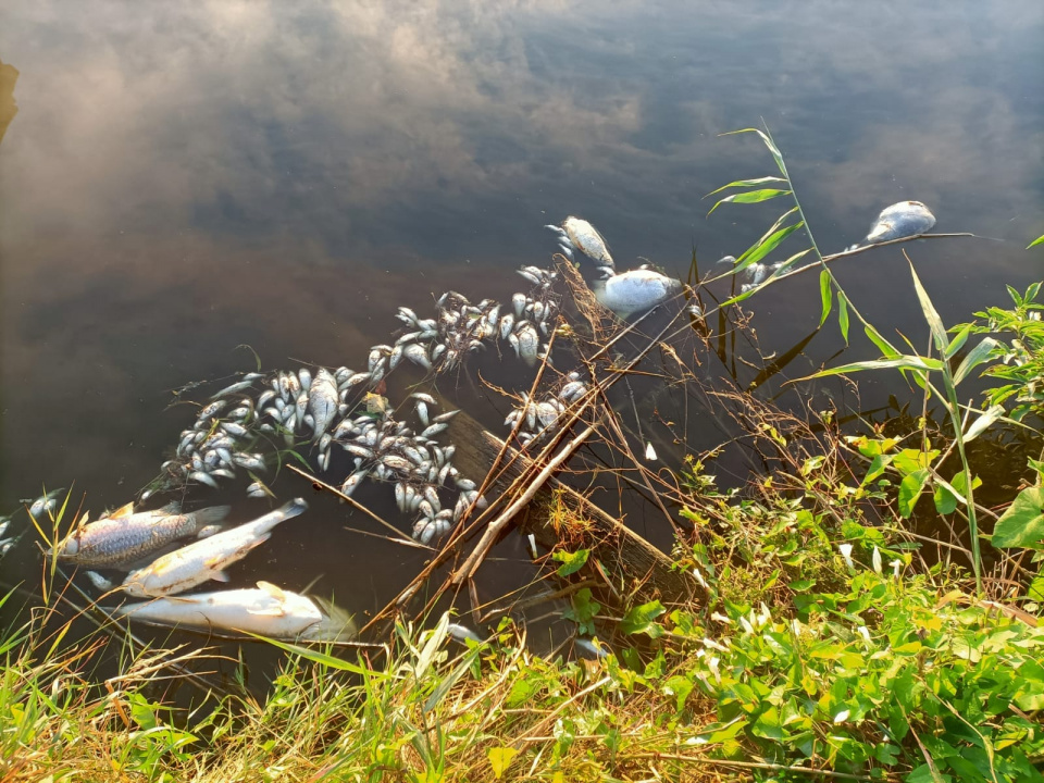 Śnięte ryby, zdjęcie ilustracyjne [fot. mat. Koła PZW Reńska Wieś Kofama]
