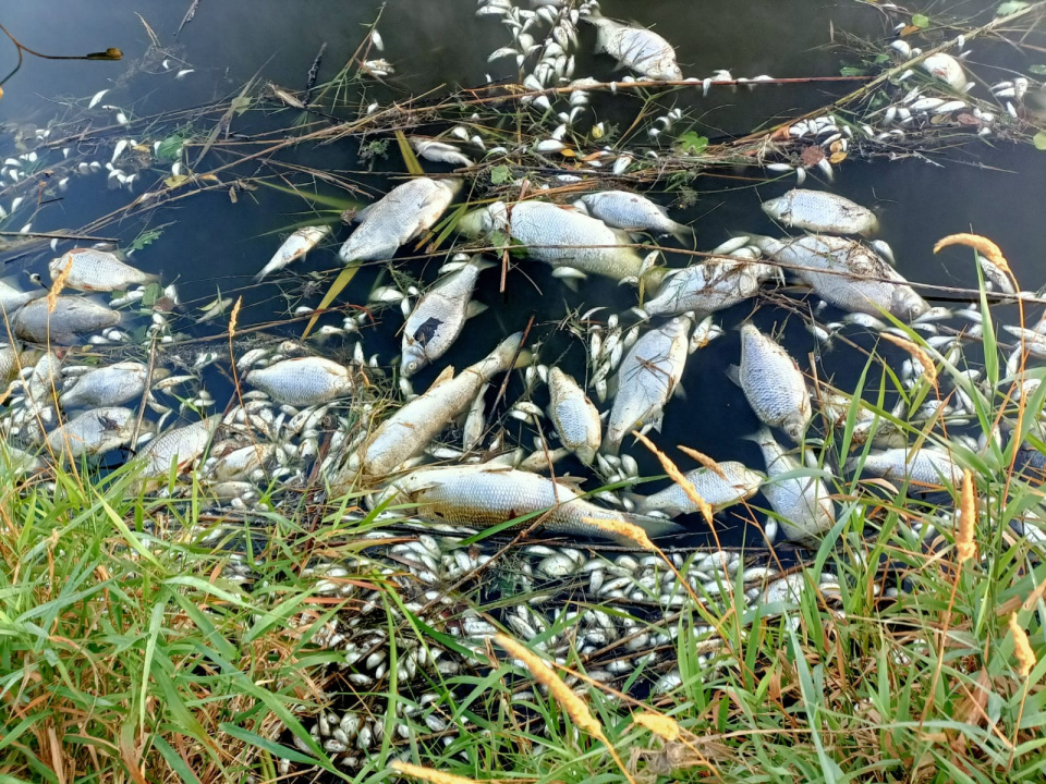 Śnięte ryby - archiwum, zdjęcie ilustracyjne [fot. mat. Koła PZW Reńska Wieś Kofama]