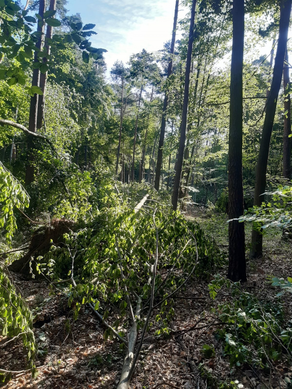 Połamane drzewa na terenie leśnictwa Górażdże [fot. facebook/ Nadleśnictwo Strzelce Opolskie]