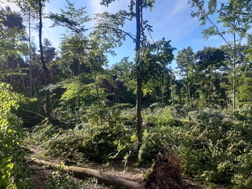Połamane drzewa na terenie leśnictwa Górażdże [fot. facebook/ Nadleśnictwo Strzelce Opolskie]