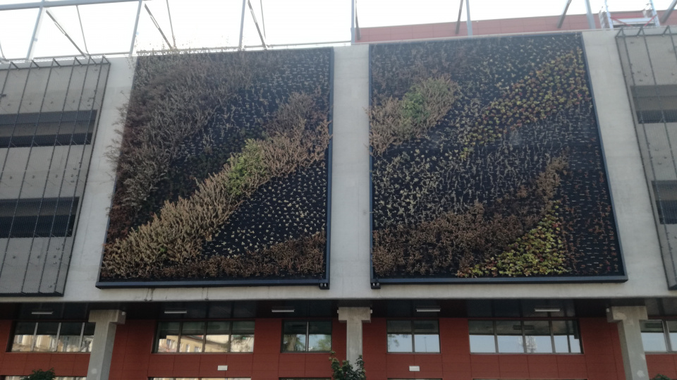 Uschły rośliny w ogrodzie wertykalnym na ścianie budowanego centrum przesiadkowego Opole Główne [fot.P.Wójtowicz]