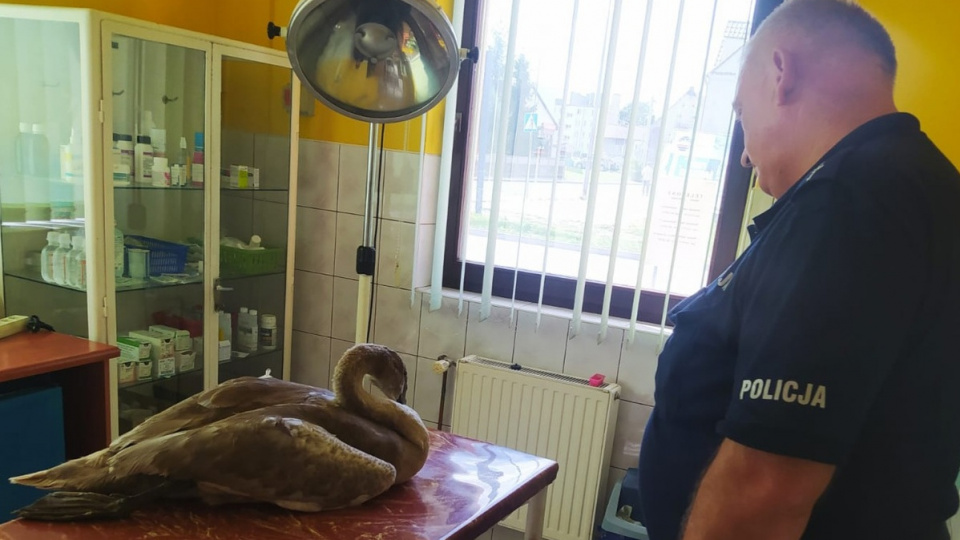 Namysłowscy policjanci uratowali łabędzia foto:KPP w Namysłowie