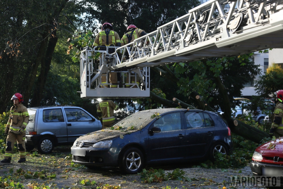 Drzewo przewróciło się na auta w Opolu foto:Mario