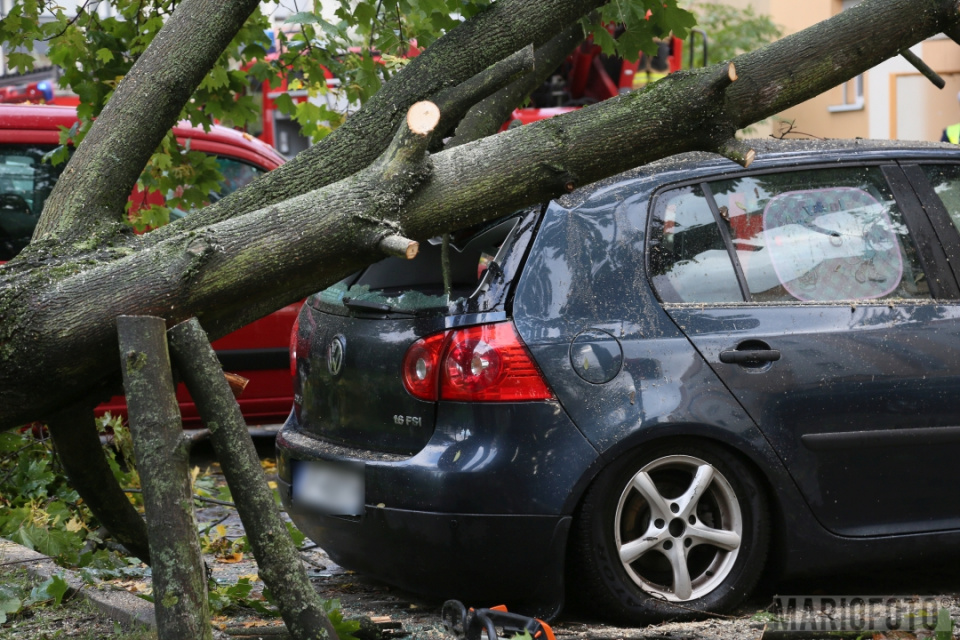 Drzewo przewróciło się na auta w Opolu foto:Mario