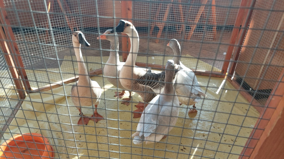 Wystawa zwierząt hodowlanych w opolskiej "Ostrodze" [fot. Katarzyna Doros-Stachoń]