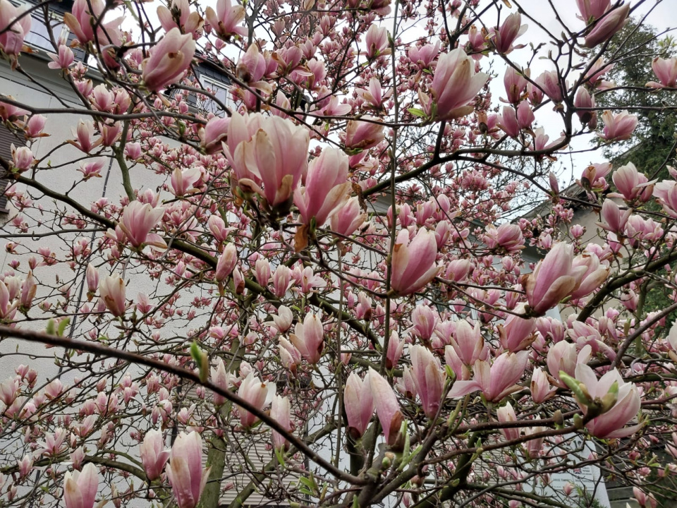 Opolskie magnolie pełne kwiatów [fot. Agnieszka Stefaniak]