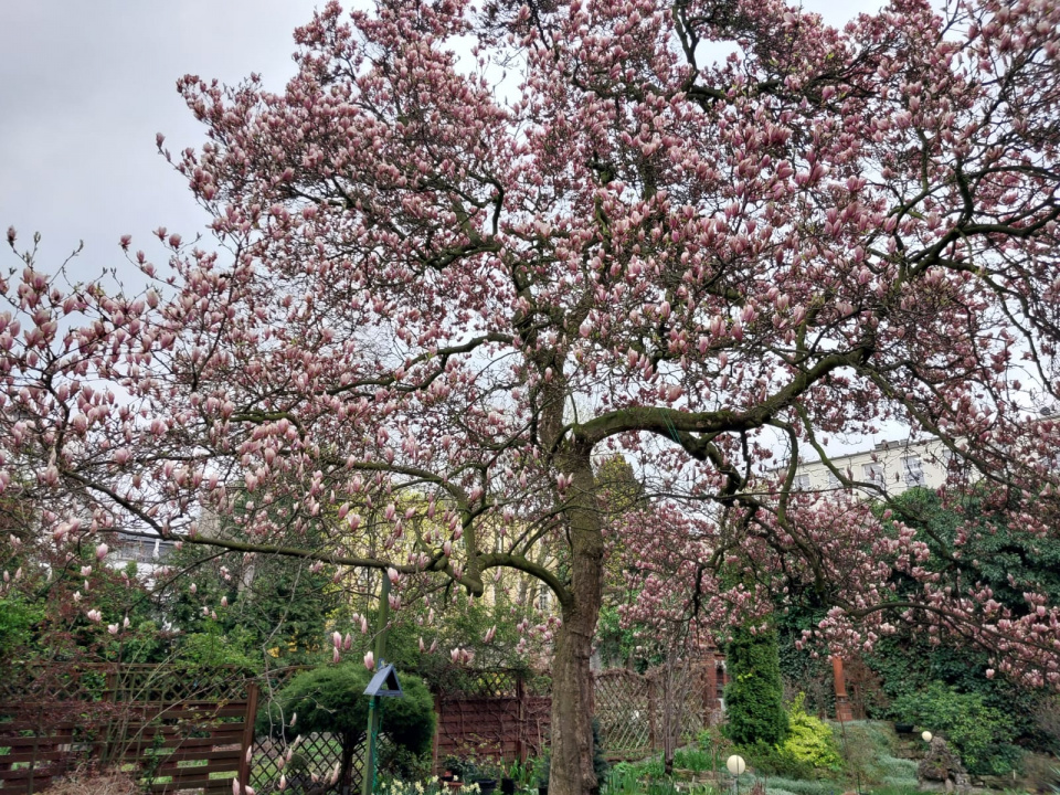 Opolskie magnolie pełne kwiatów [fot. Agnieszka Stefaniak]
