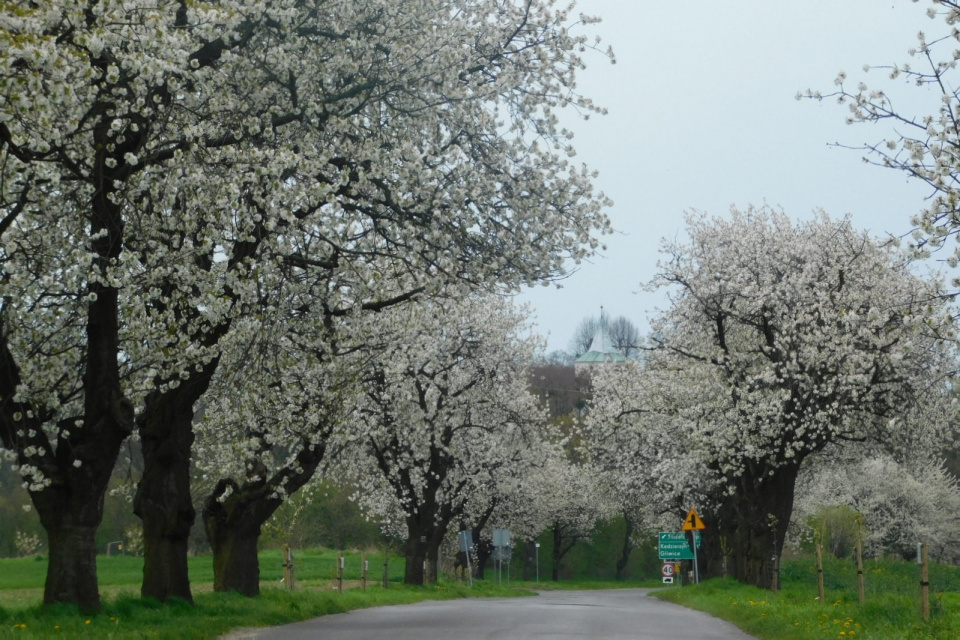 Kwitnące czereśnie pomiędzy Leśnicą a Górą św. Anny [fot. Joanna Gerlich]