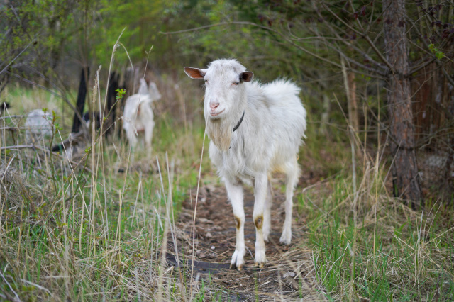 Oaza opanowana przez kozy, zwierzęta żerują na ogródkach. Należą do bezdomnego [INTERWENCJA, ZDJĘCIA, VIDEO]