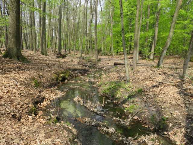 Nowe pomniki przyrody i użytki ekologiczne w gminie Olesno