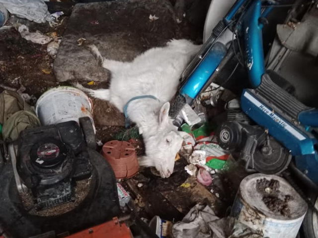 To był straszny widok. Społecznicy TOZ odkryli zdychającą kozę i jej martwe młode