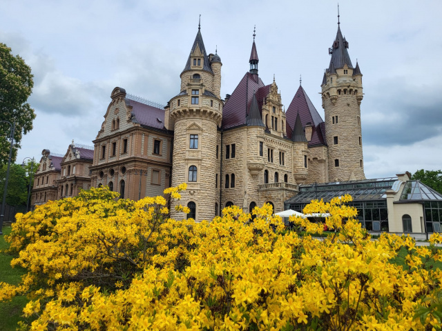 Dla azalii i rododendronów. Turyści z całej Polski odwiedzają bajkowy zamek w Mosznej