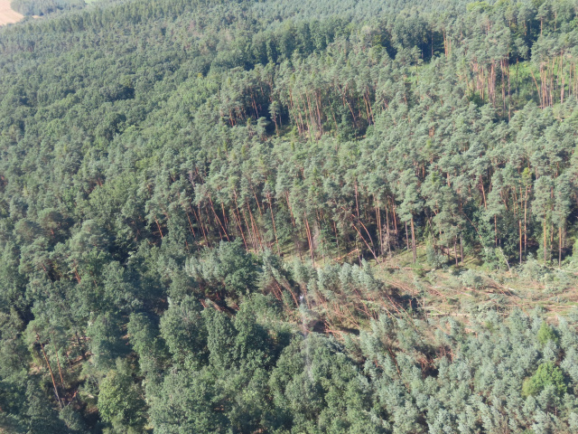 Nadleśnictwo Prószków wprowadza zakaz wstępu do lasu