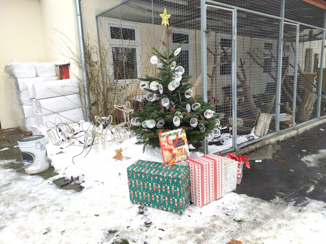 Mikołajki w schronisku dla bezdomnych zwierząt w Opolu. To między innymi promocja adopcji