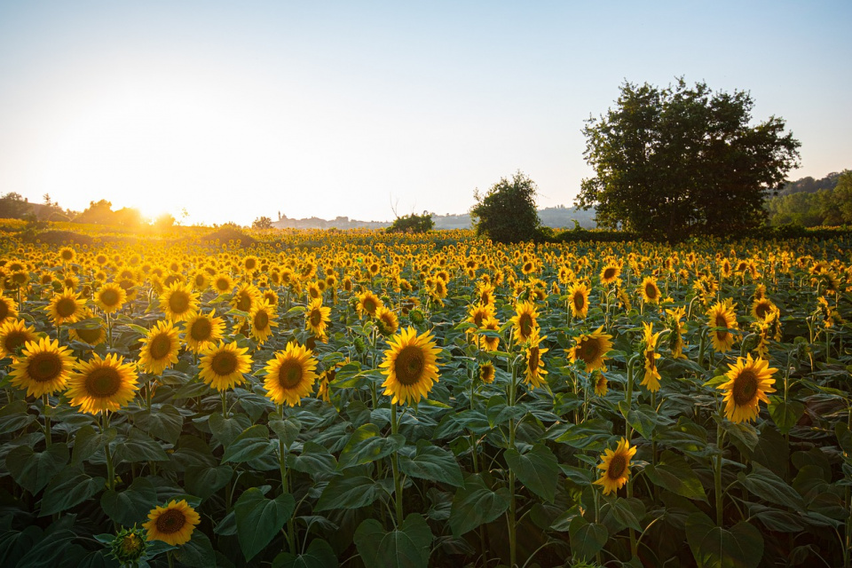 Słoneczniki. Zdjęcie ilustracyjne [fot. Pixabay]