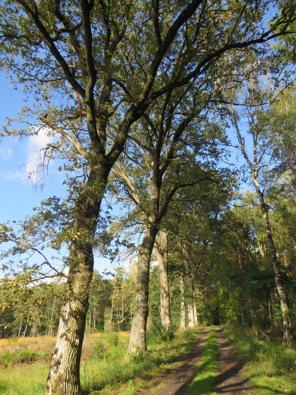 Aleja drzew w Wojciechowie [fot. Agnieszka Szyszka]