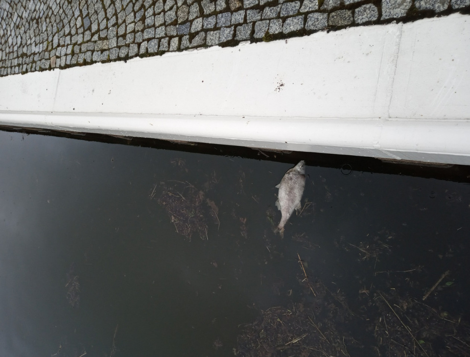 śnięte ryby w Kanale Gliwickim [fot. RZGW Gliwice]