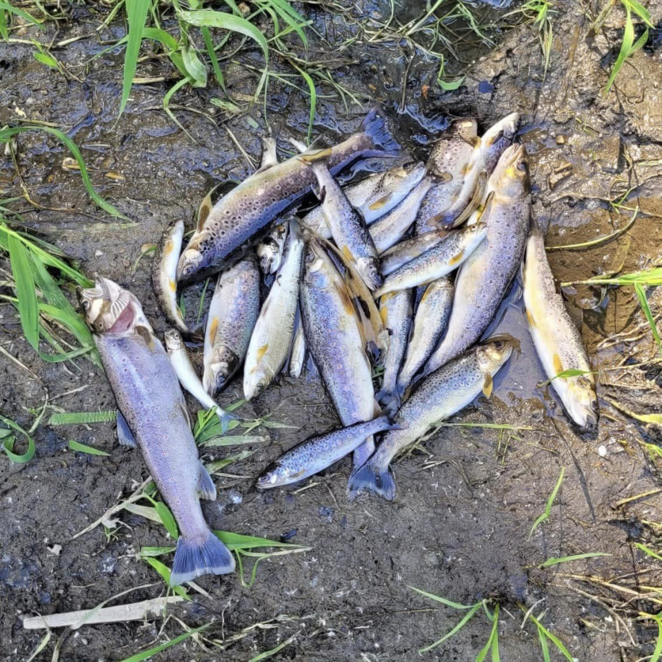 Śnięte ryby zebrane z Białej Głuchołaskiej [fot. PZW]