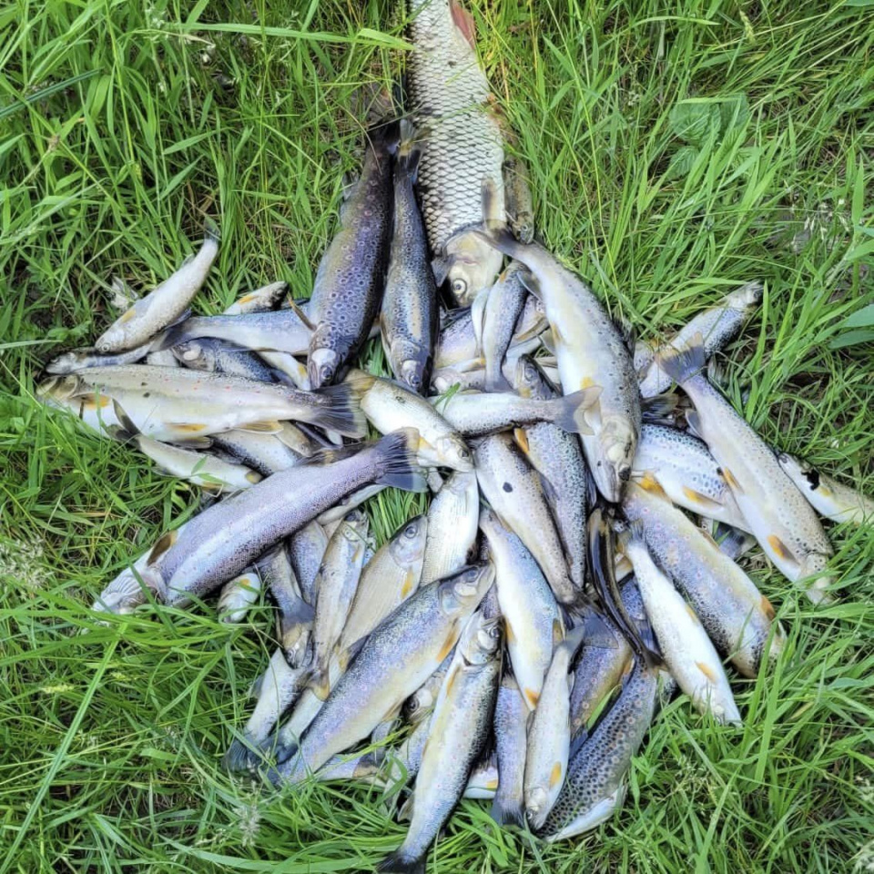 Śnięte ryby zebrane z Białej Głuchołaskiej [fot. PZW]