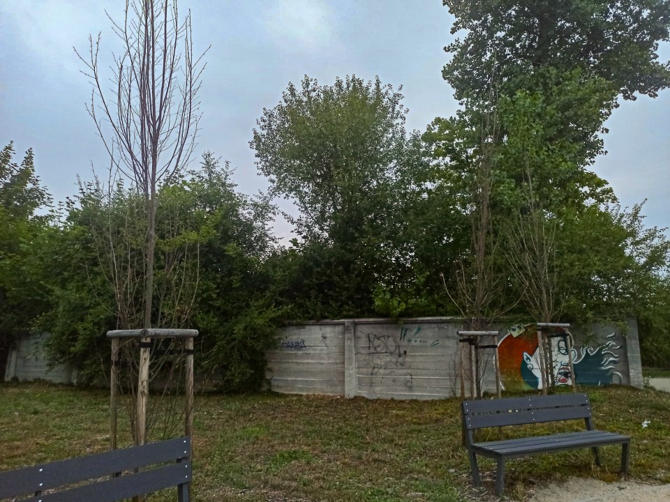 Uschnięte drzewa na Kamionce Piast w Opolu [fot. Monika Matuszkiewicz-Biel]