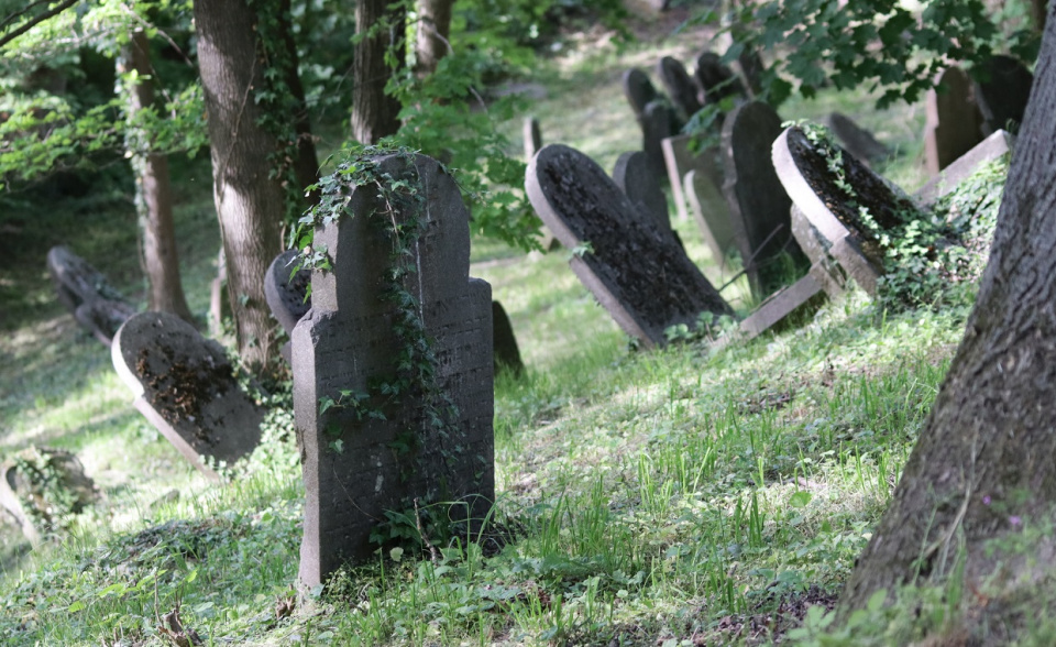 Żydowski kirkut w Białej. Jeden z najlepiej zachowanych i największych cmentarzy tej społeczności na Śląsku [fot. UM Biała]