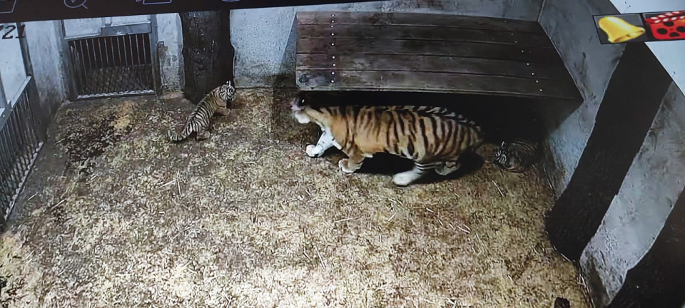 Tygrysy w opolskim zoo [fot. Agnieszka Stefaniak]
