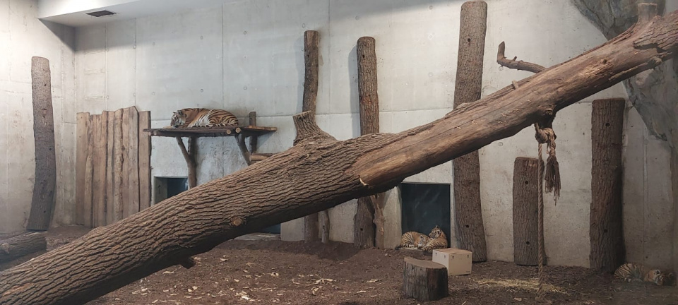 Tygrysy syberyskie w opolskim zoo [fot. Agnieszka Stefaniak]