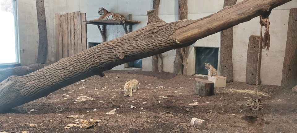 Tygrysy syberyskie w opolskim zoo [fot. Agnieszka Stefaniak]
