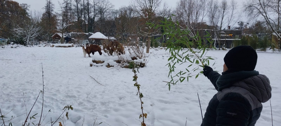 Zima w zoo [fot. Agnieszka Stefaniak]
