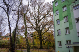 Dąb szypułkowy na osiedlu Dambonia [fot. Marcin Boczek]