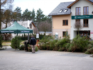 Przedświąteczna sprzedaż choinek w Nadleśnictwie Olesno, archiwum [fot. www.facebook.com/Nadleśnictwo Olesno]