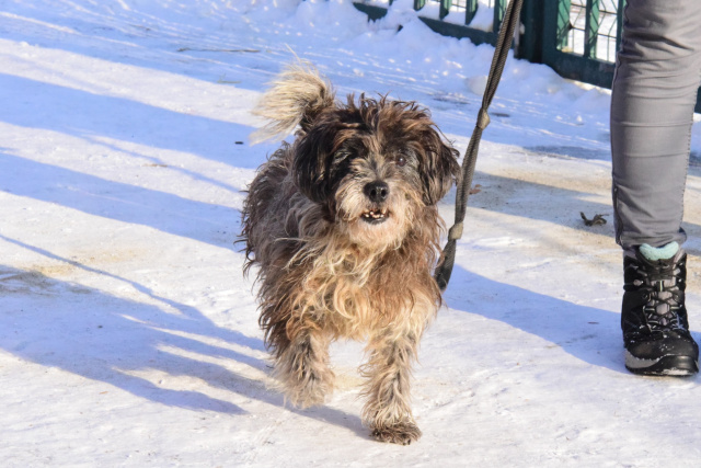 Psy ze schroniska w Kędzierzynie-Koźlu nadal czekają na adopcję