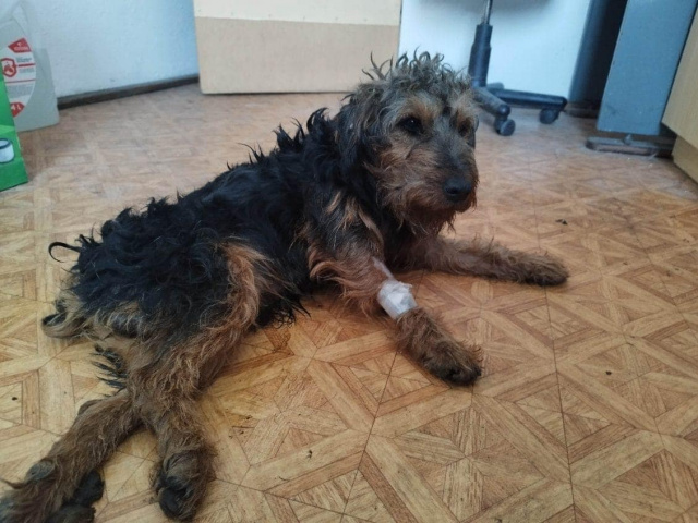 Był w opłakanym stanie. Pracownicy GDDKiA oraz gminy Dąbrowa pomogli psu, którego właściciel szukał od miesiąca