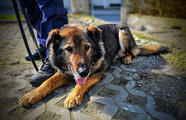 Gdzie policyjny pies powinien spędzić emeryturę - w kojcu czy nowym domu [INTERWENCJA]