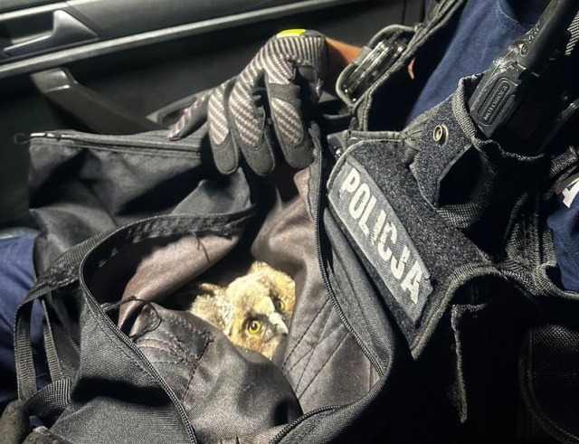 Opolscy policjanci uratowali młodą sowę, którą spłoszyła burza